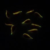 Orange Fluo Gul Superglowlarv - 4 mm 2