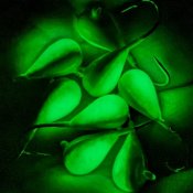 Gul Fluo Grön Superglowbuk - 7 mm natt