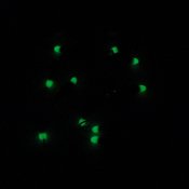Droppe med öga - Nyckelpiga/Grön Vit Sten Glow - 4 mm 2