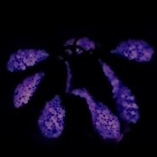 Violett med Glödande Fuchsia Rom - 5 mm