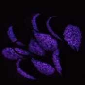 Violett med Glödande Fuchsia Rom - 7 mm natt