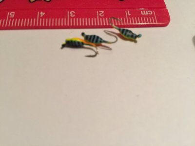 Nymf - Blå Papegoja med ränder glow - 2,5 mm